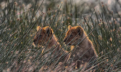 Lion cubs, Tanzania