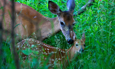 White-tailed deer