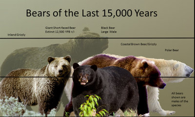 Norht America's Bears of the last 15000 years