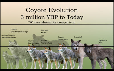 Coyote-wolf evolution