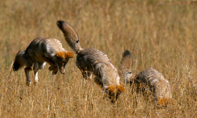 Coyote hunting