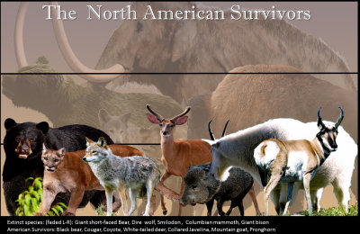 North American Survivors