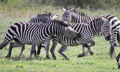 Serengeti: Africa's Yellowstone