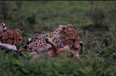Cheetahs on kill