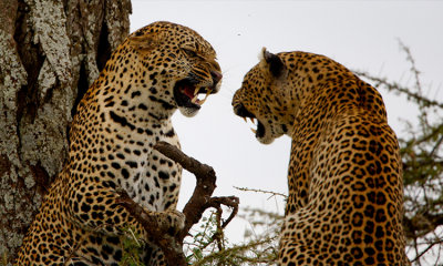 Courting leopards