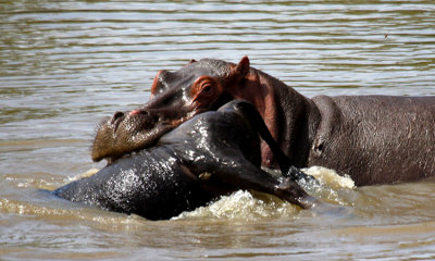 Hippo carrying gnu
