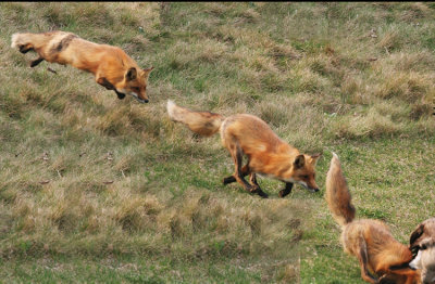 Red fox after goose