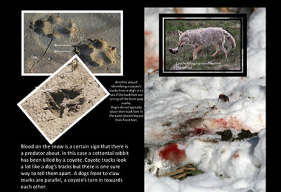 Identifying Coyote Tracks