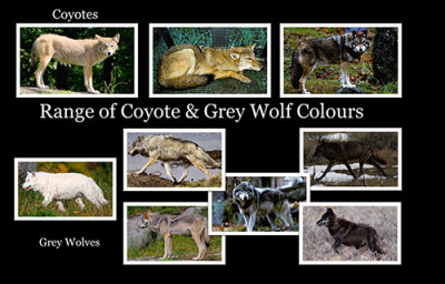 Coyote and Wolf Colours