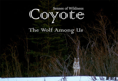Coyote: The Wolf Among Us
