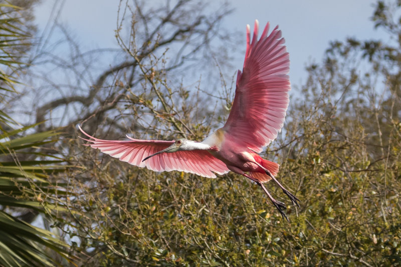 Roseate Spoonbill