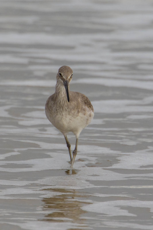 Willet