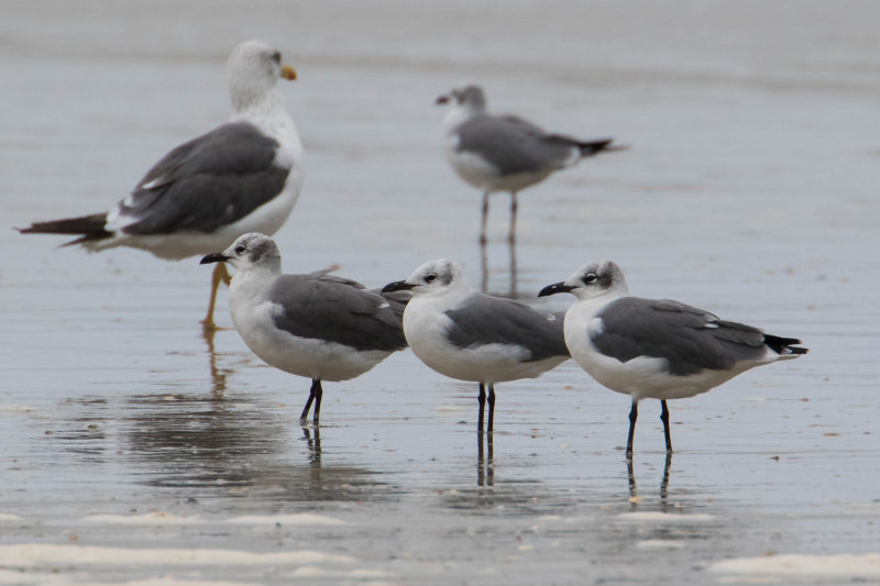 Laughing Gulls