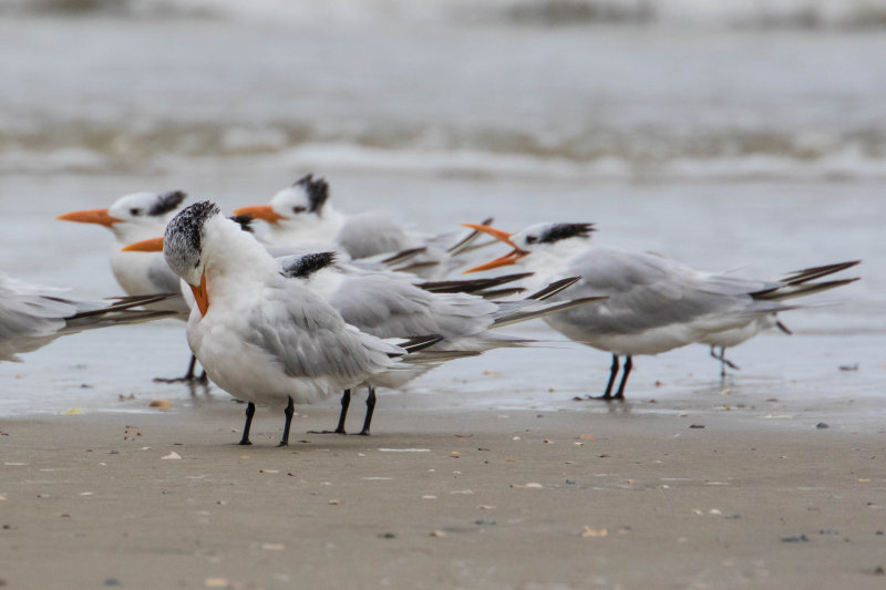 Royal Terns