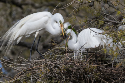 Great Egret