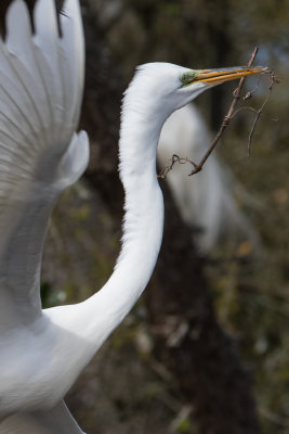 Great Egret