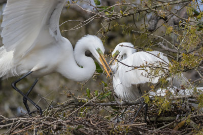 Great Egret