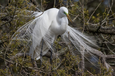 Great Egret