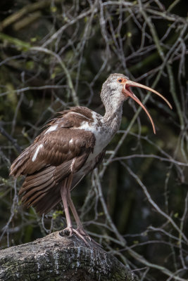 White Ibis, Juvenile