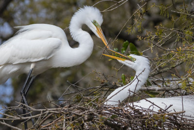 Great Egret