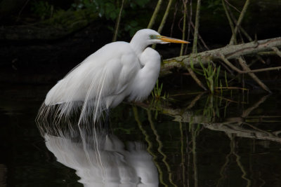 Great Egret