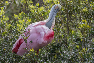 Roseate Spoonbill