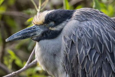 Night Heron