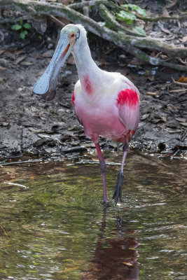 Roseate Spoonbill