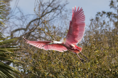 Roseate Spoonbill