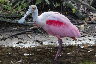 Roseate Spoonbill