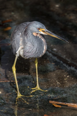 Tricolored Heron