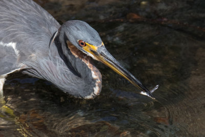 Tricolored Heron