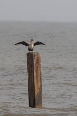 Double-crested Cormorant