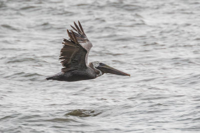 Brown Pelican