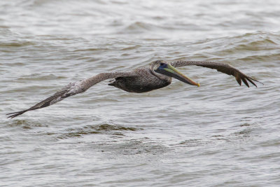 Brown Pelican