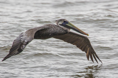 Brown Pelican