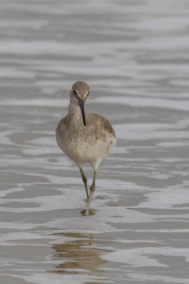 Willet