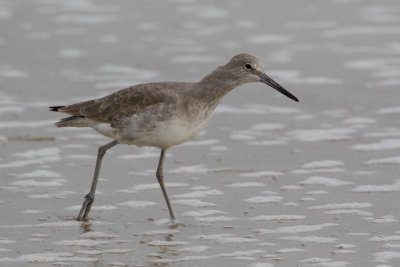 Willet