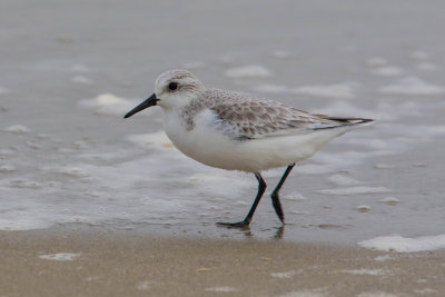 Sanderling