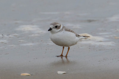 Piping Plover