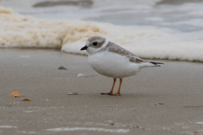 Piping Plover
