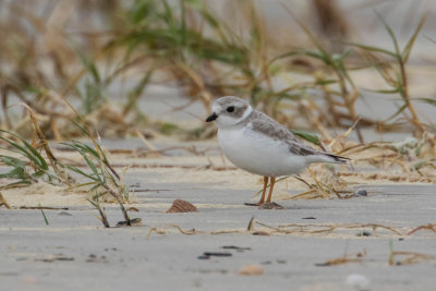 Piping Plover