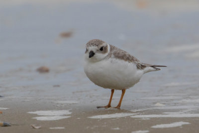 Piping Plover