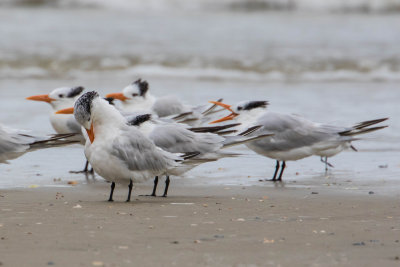 Royal Terns