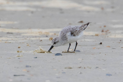 Sanderling