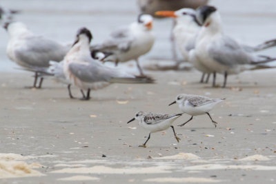 Sanderlings