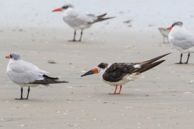 Black Skimmer