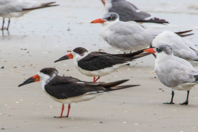 Black Skimmers