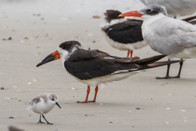 Black Skimmers