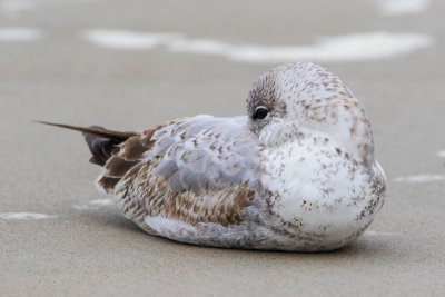 First-Year Ring-billed Gull